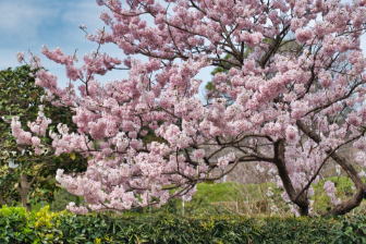 Do tougeikan